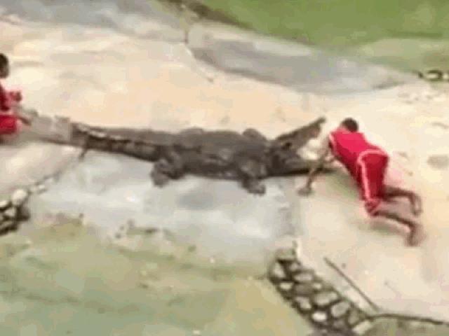 Clip: Cá sấu bất ngờ ”nổi điên”, ngoạm đầu huấn luyện viên xiếc
