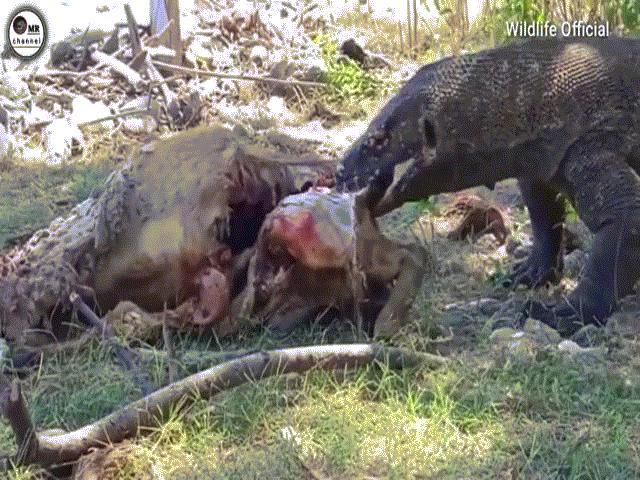 Video kinh hãi: Rồng Komodo ”máu lạnh” xé đôi con mồi lớn hơn gấp 3 lần