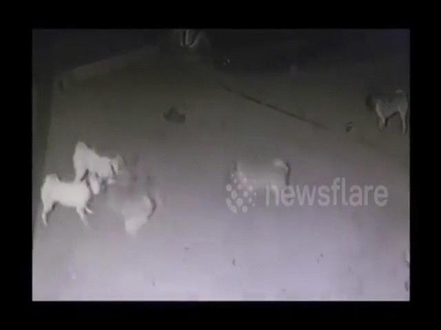 Video: Rắn hổ mang chúa bị 4 con chó nhà điên cuồng cắn xé, kết cục ra sao?