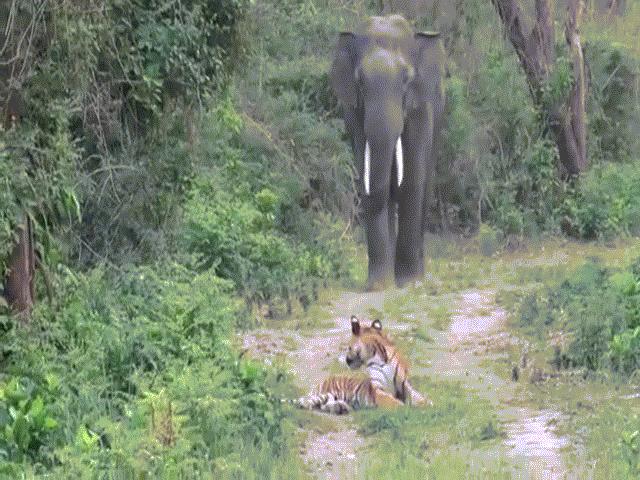 Video: Đang nằm giữa đường, ngoảnh lại thấy voi lừ lừ tiến đến, hổ phản ứng xấu mặt ”chúa tể”