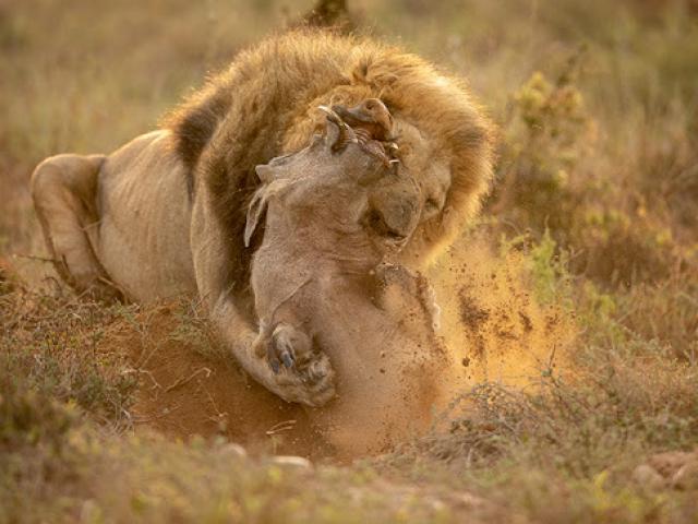 Cặp ”song sát” sư tử đực săn lợn rừng cực đỉnh