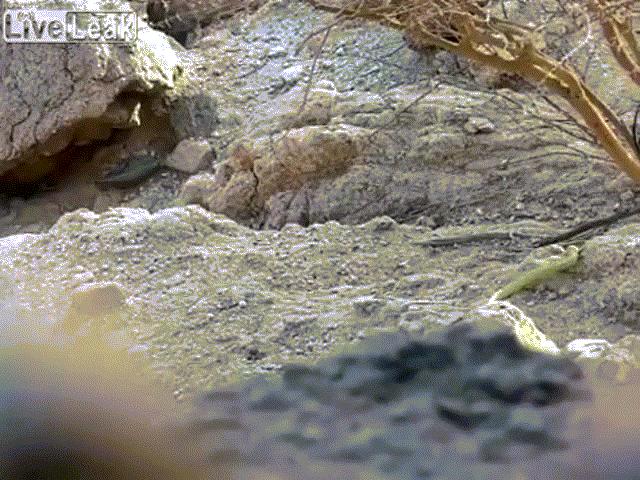 Video: Kinh hãi cảnh rắn hổ mang bị bắn đứt đôi thân vẫn ngóc đầu lao vun vút vào hang