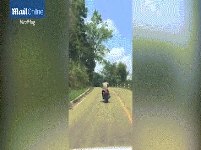 Video: Đang bò trên đường, rắn độc bất ngờ bay lê không trung đớp chân người đi xe máy