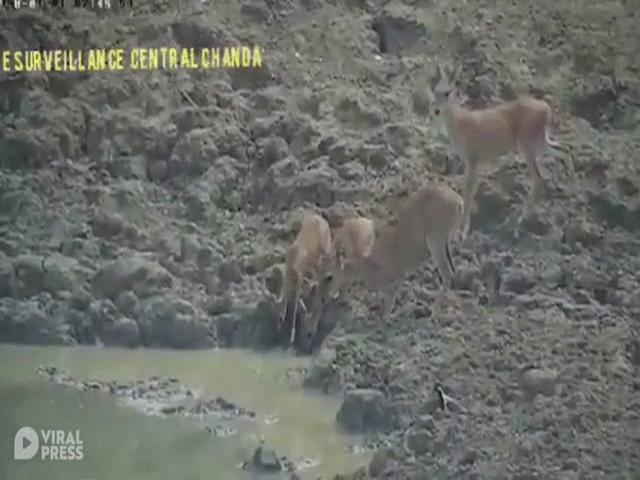 Video: Trăn ”khủng” tung cú đớp đáng sợ giết chết linh dương nhanh như chớp