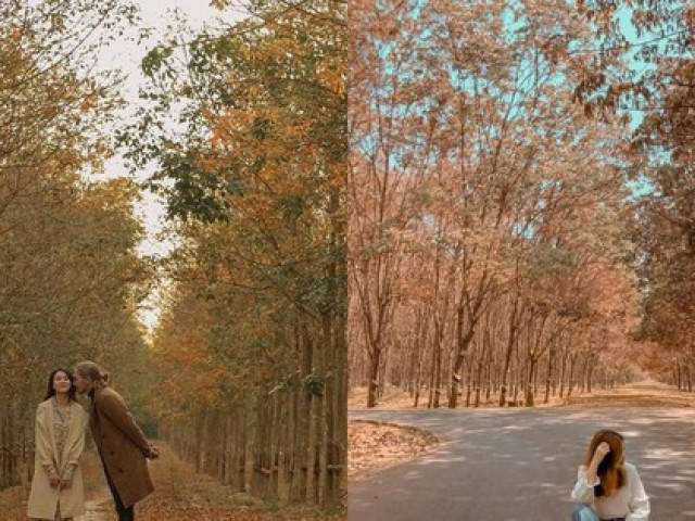 Bình Phước: Vẻ đẹp hoang sơ từ những cánh rừng cao su mùa thay lá lãng mạn như phim Hàn