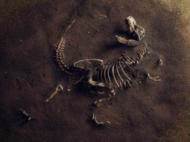 Hoá thạch khủng long khổng lồ cách đây 180 triệu năm được phát hiện ở TQ