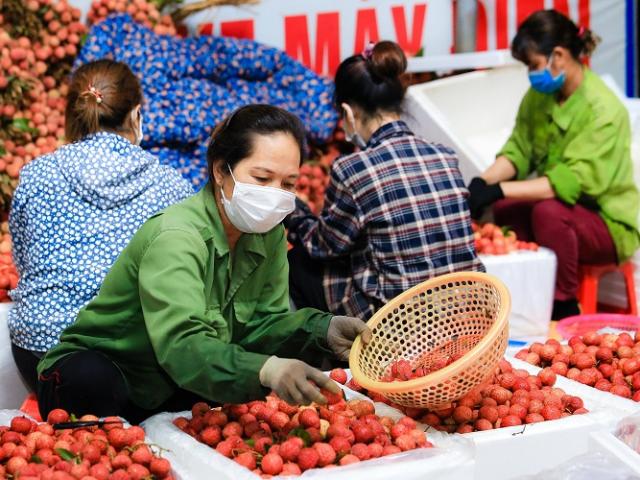 Cận cảnh quy trình đóng gói, bảo quản vải Bắc Giang trước khi tiêu thụ