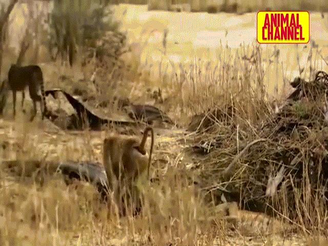 Video: Cả gan vào lãnh địa của khỉ đầu chó, báo đốm phải bỏ chạy thục mạng