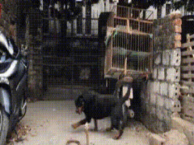 Video: Bị chó dữ Rottweiler lao vào cắn xé, hổ mang Trung Quốc đau đớn quằn quại