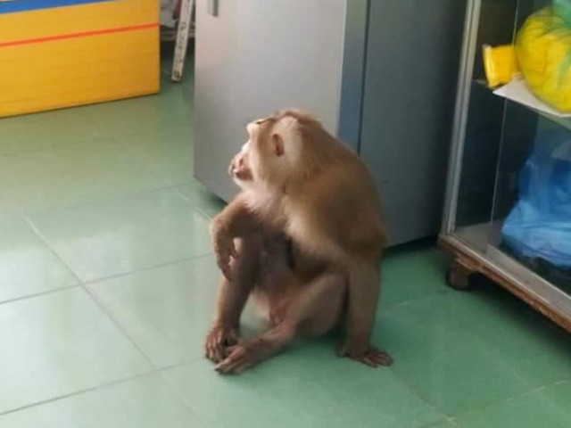 Khỉ quý hiếm đại náo, người dân Quảng Nam cười ra nước mắt