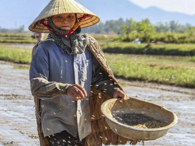 Giá phân bón tăng cao khủng khiếp, người nông dân sốc nghẹn ngào trên đồng ruộng