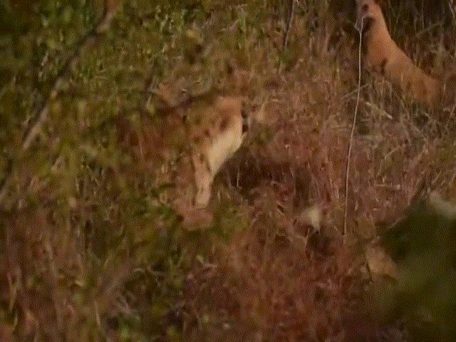 Video: Linh cẩu ”đơn phương độc chiến” trước đàn chó hoang hung dữ và cái kết thót tim
