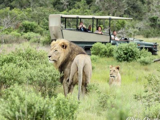 Nam Phi: 3 thợ săn bị đàn sư tử ăn thịt đến mức không nhận ra