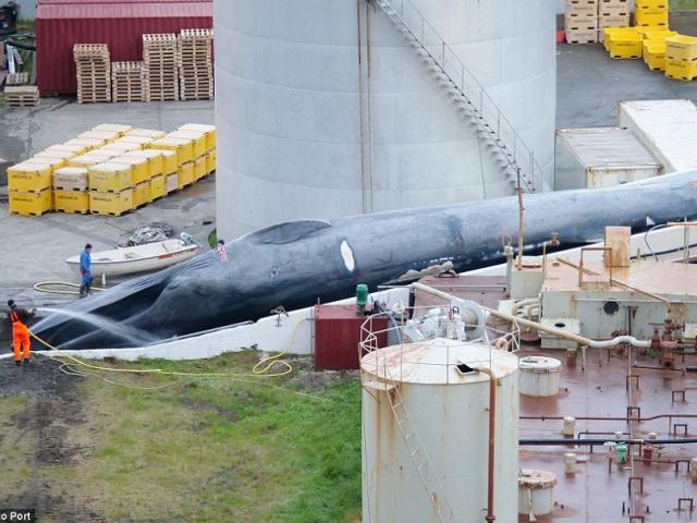 Cảnh xẻ thịt cá voi xanh to như tàu ngầm đầu tiên sau 50 năm ở Iceland