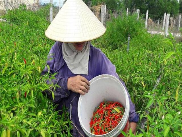 Hà Tĩnh: Ớt cay giá 70.000 đồng/kg, dân bỏ túi 30 triệu một sào