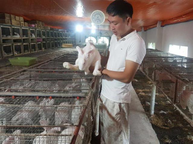 Lạ mà hay: Bỏ phố về quê nuôi thỏ bán cho Nhật, thu 60 triệu/tháng