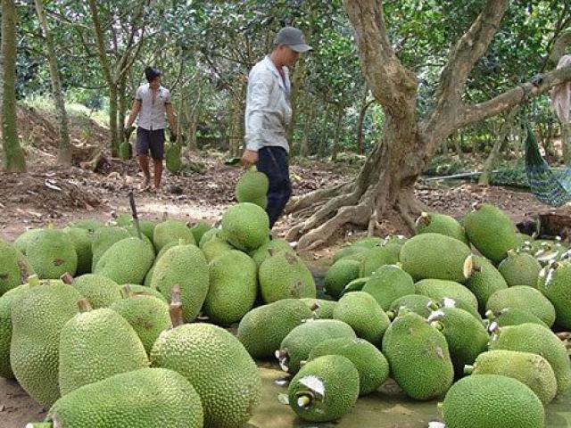 Thương lái Trung Quốc dừng thu mua, giá mít Thái rớt thảm