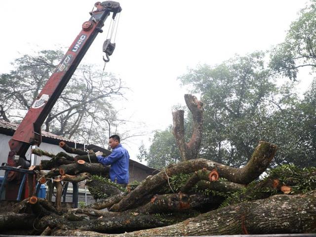 Phiên đấu giá cây gỗ sưa từng được trả trăm tỷ ở Hà Nội phải hoãn vì lý do này