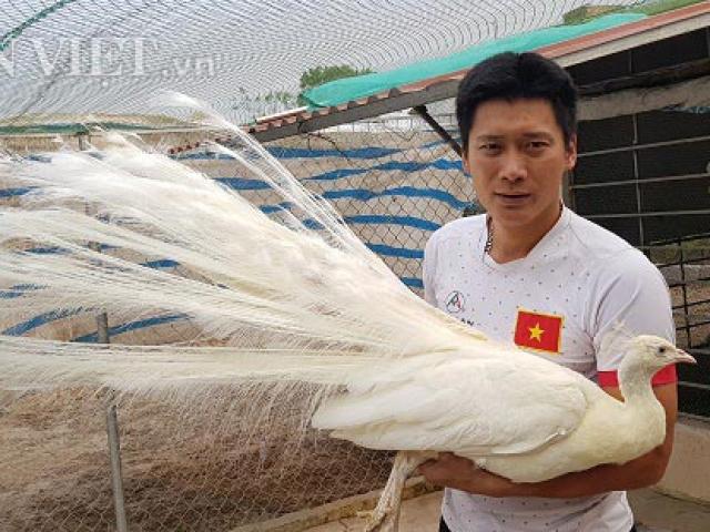 Về quê lập trại nuôi chim công quý hiếm, bán giá cao cho nhà giàu