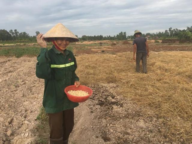 Nghệ An: Trồng củ ”khắc tinh” của cảm cúm, cả làng khấm khá