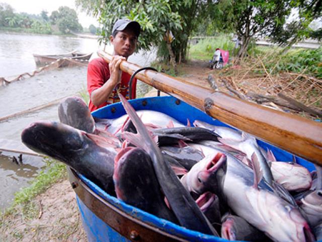 Giá cá tra thấp nhất trong vòng 10 năm, nông dân lỗ nặng