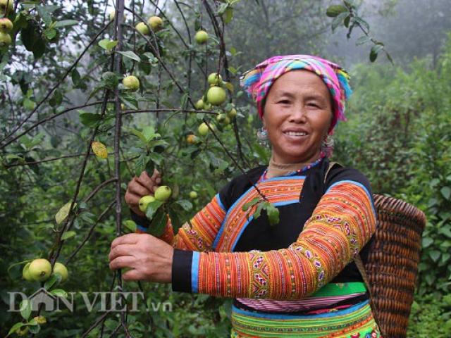 Tỷ phú người Mông làm giàu nhờ giống táo bé tí trên rẻo cao mây mù