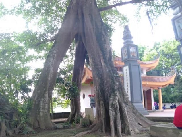 Chuyện lạ về cây đa cổ thụ có 3 gốc “độc” cạnh đền thờ vua