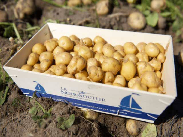 Giống khoai tây đắt nhất thế giới giá 20 triệu/kg có gì đặc biệt?