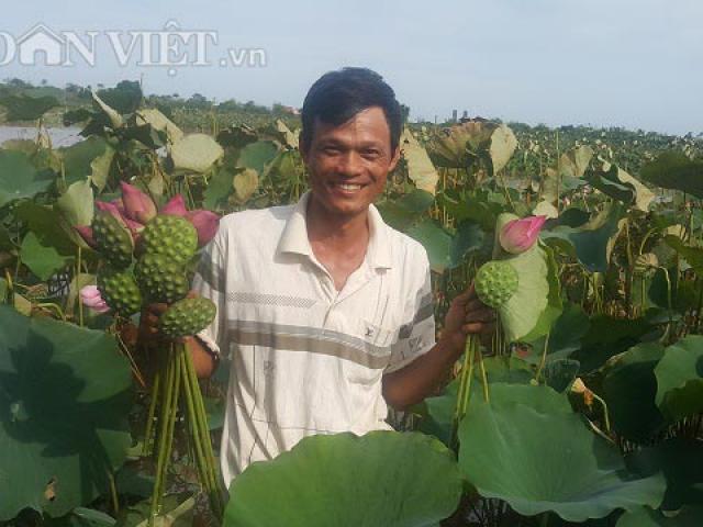 Lạ mà hay: Trồng loài cây dưới đầm hoang, bán từ gốc đến ngọn