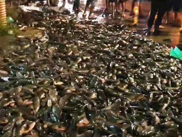 Cá đổ ngập đường phố Sài Gòn khi xe lật, nhiều người có hành động lạ