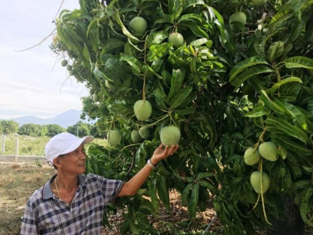 Khánh Hòa: Xây ”biệt phủ” sắm xe tiền tỷ nhờ trồng xoài Úc xuất khẩu