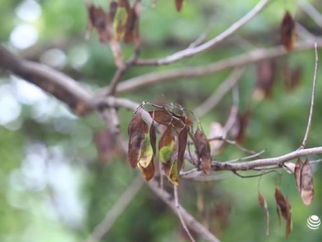 Hà Nội: Hàng sưa đỏ hơn 30 năm tuổi quý hiếm bất ngờ rụng lá chết dần