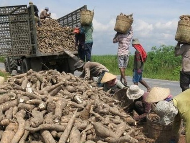 Trung Quốc tăng nhập khẩu sắn từ Campuchia, Lào, giảm mua từ Việt Nam