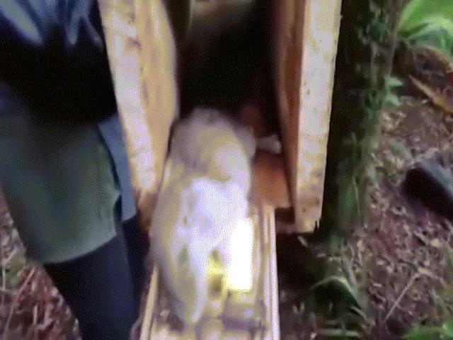 Video: Bắt được chuột khổng lồ trong rừng