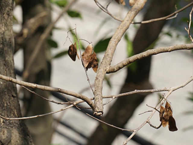 Ảnh, clip: Hàng cây sưa 30 tuổi nghi bị đầu độc ở Hà Nội đã khô héo
