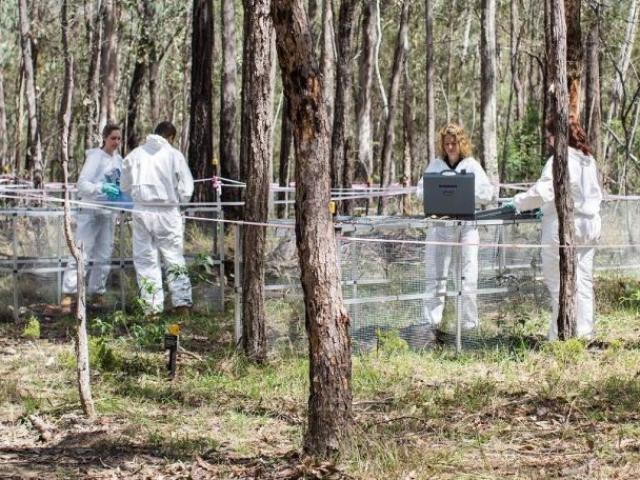 Úc: Phát hiện rợn người về những cánh tay chuyển động trong ”trang trại người chết”