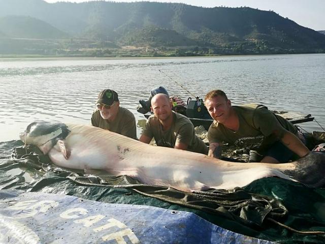 Người đàn ông Anh câu được cá “khủng” nặng 100kg, lớn nhất ở châu Âu