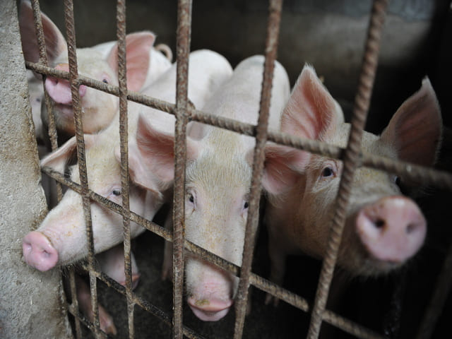 Giá thịt lợn đua nhau tăng vọt, Trung Quốc ”ngồi trên đống lửa”