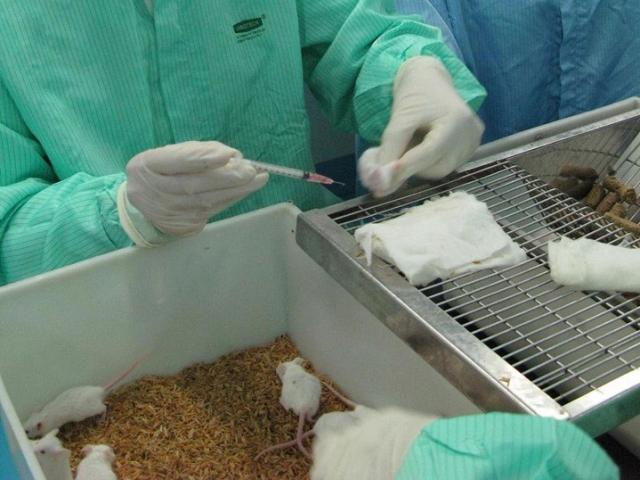 Bước tiến quan trọng: Việt Nam sẽ thử nghiệm vaccine COVID-19 trên linh trưởng và người