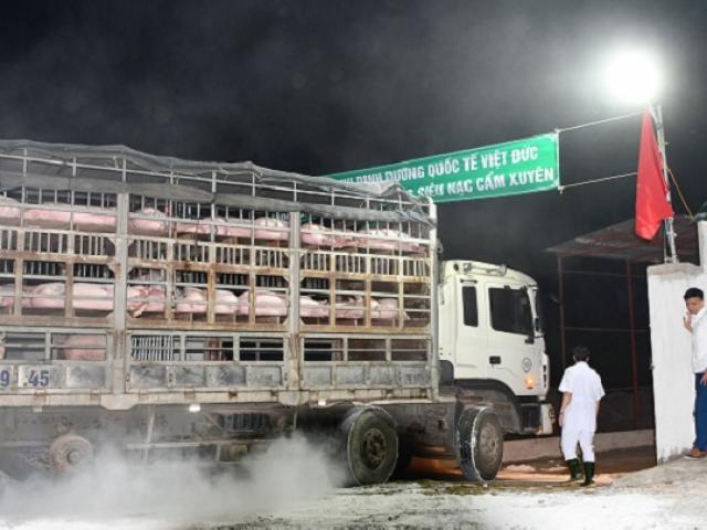 Lợn Thái Lan tiếp tục về cửa khẩu: Lợn thịt trong nước bất ngờ hạ nhiệt gần 10 giá