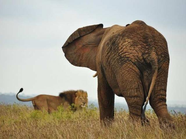 ”Vua đồng cỏ” tấn công voi con với tốc độ cực nhanh và cái kết