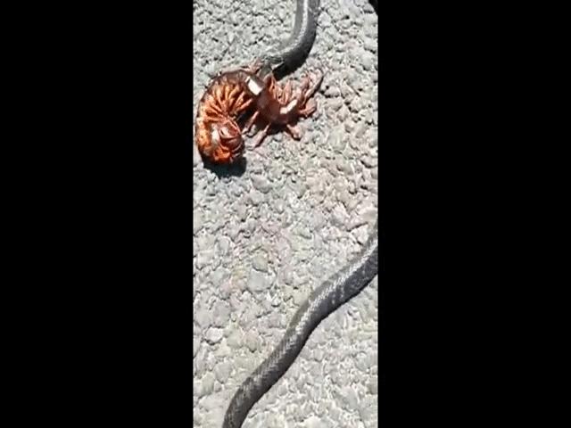Video: Bị rết ”khủng” cắn chặt đầu không buông, rắn hổ mang đau đớn quằn quại