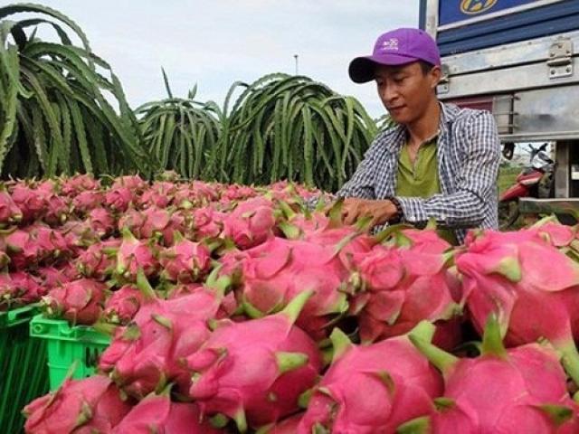 Thanh long bất ngờ quay đầu tăng giá gấp đôi