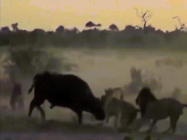 Video: Bị bầy sư tử bao vây, cắn xé, trâu rừng gan lì vẫn kiên cường chiến đấu