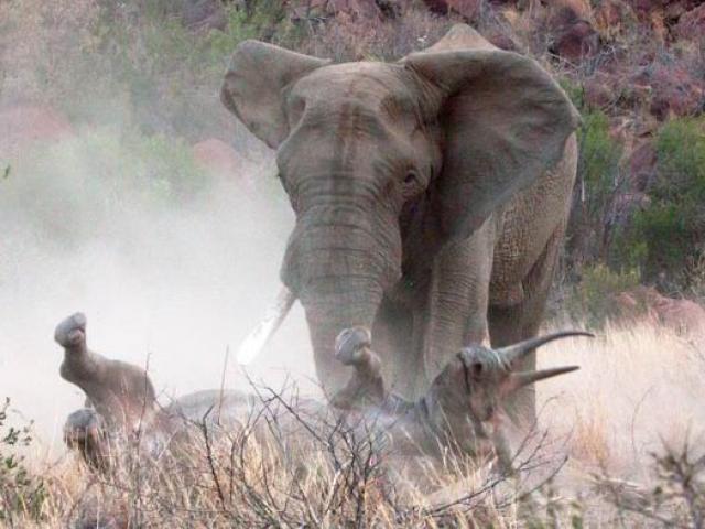 Tê giác trắng nặng 2 tấn suýt mất mạng vì bị voi khổng lồ ”bắt nạt”