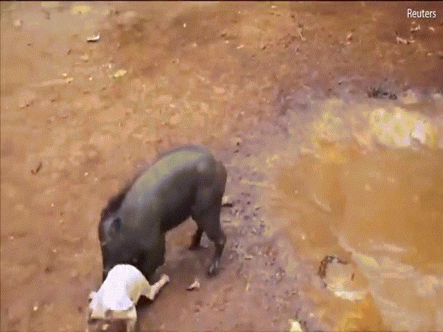Video: Bị chó săn hung dữ dồn vào góc, lợn rừng điên tiết quay sang cắn xé, húc văng đối thủ