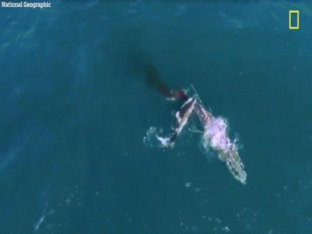 Kinh ngạc cảnh cá mập trắng tung đòn sát thủ giết chết cá voi lưng gù to lớn gấp bội