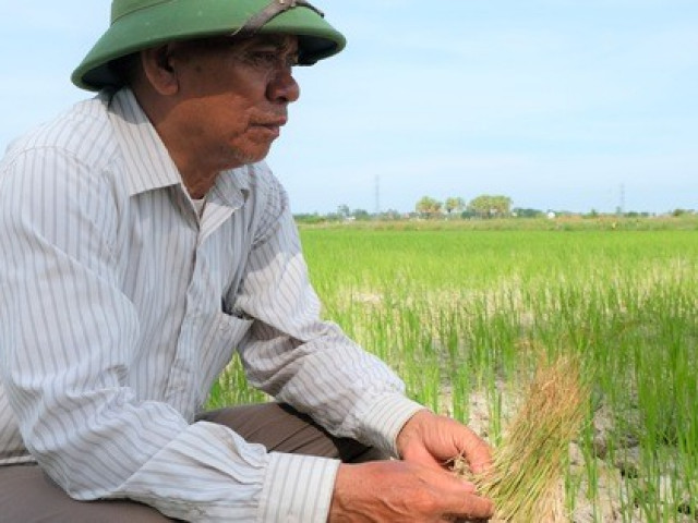 Hàng ngàn ha lúa chết cháy, ruộng đồng nứt toác vì đợt nắng nóng kỉ lục