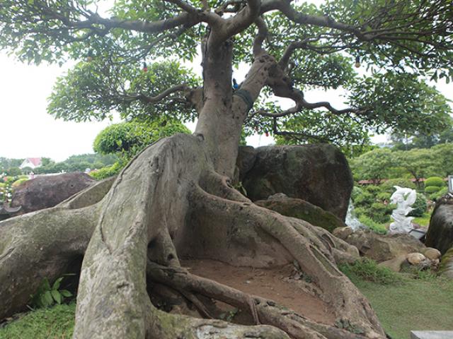 Choáng ngợp với cây sung tiền tỷ trên núi đá quý nhân tạo của đại gia Thái Nguyên