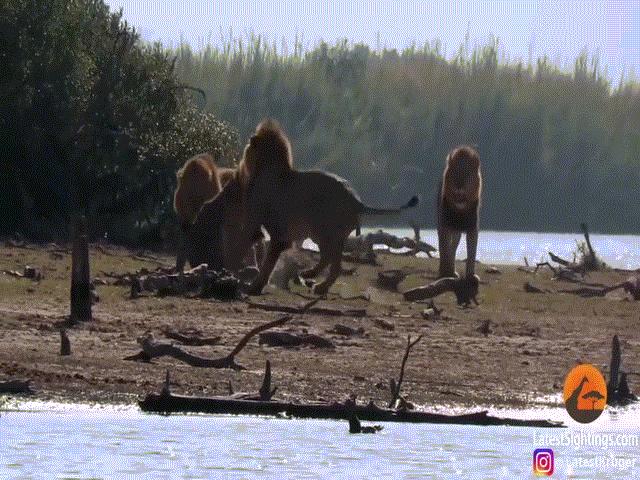 Video: Sư tử bị đánh hội đồng, hà mã lững thững vào ”giải nguy”